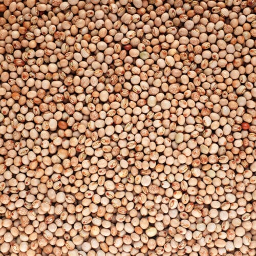 Torino Pigeon Gungo Peas 50lb