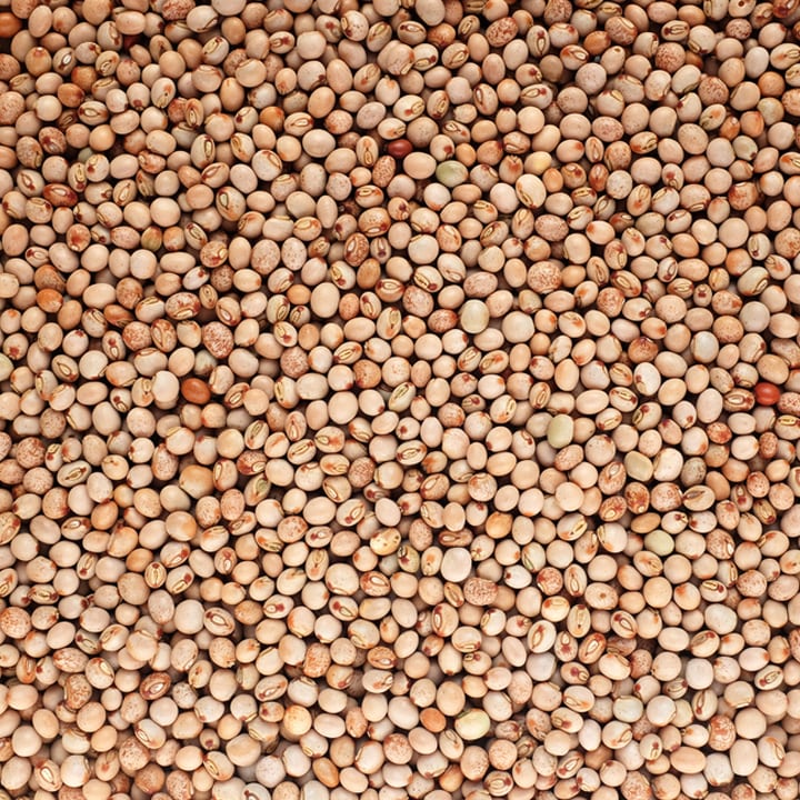 Torino Pigeon Gungo Peas 50lb